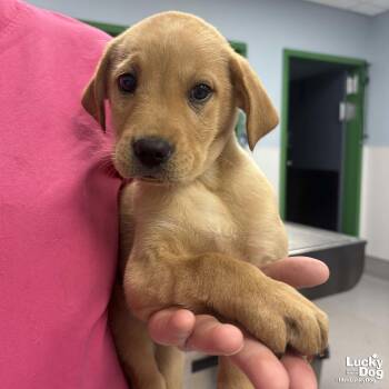 Shepherd and Labrador Retriever Dogs Available for Adoption - Hayley | PetCurious