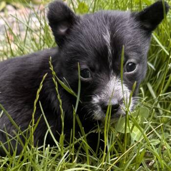 Su (Kung Fu Panda) -  Poodle and Mixed Breed Dog for Adoption in Redmond, Washington - Su (Kung Fu Panda) | PetCurious