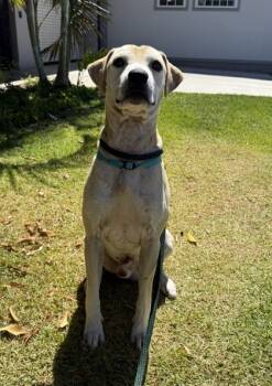 Rescue Pit Bull Terrier and Mixed Breed Dogs for Adoption in Honolulu, Hawaii - Koa | PetCurious