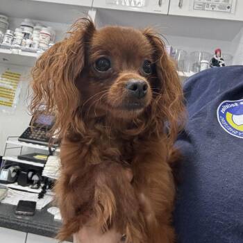 Saint -  Mixed Breed Dog for Adoption in Newark, New Jersey - Saint | PetCurious