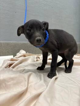 KELLY CLARKSON -  Labrador Retriever Dog for Adoption in Las Vegas, Nevada - KELLY CLARKSON | PetCurious