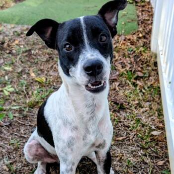 Rescue Spaniel Dogs for Adoption in Palm Harbor, Florida - Buttons | PetCurious