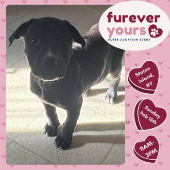 Pit Bull Terrier and Labrador Retriever Dogs Available for Adoption - Wookie | PetCurious