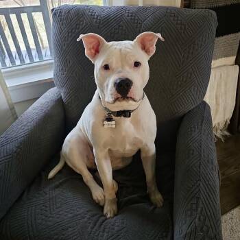 Maisie -  Pit Bull Terrier Dog for Adoption in Pelham, New Hampshire - Maisie | PetCurious