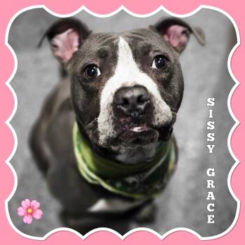 Pit Bull Terrier Dogs Available for Adoption - Sissy Grace | PetCurious