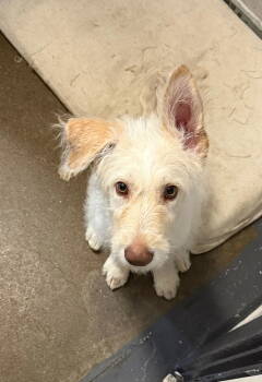 Rescue Standard Poodle and Shepherd Dogs for Adoption in Ashville, Ohio - Supernatural Pups - Castiel | PetCurious