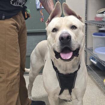 Cane Corso and German Shepherd Dog Dogs Available for Adoption in Bullhead City, Arizona - ZEKE | PetCurious