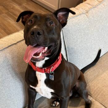 Rescue Mixed Breed Dogs for Adoption in Houston, Texas - Brownie | PetCurious