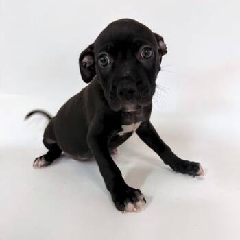 Rescue Pit Bull Terrier and Mixed Breed Dogs for Adoption in Brentwood, Missouri - T MOBILE | PetCurious
