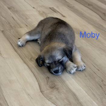 Moby -  German Shepherd Dog and Husky Dog for Adoption - Moby | PetCurious