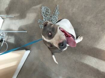 Rescue Pit Bull Terrier and Mixed Breed Dogs for Adoption in Fort Worth, Texas - 59789875 | PetCurious