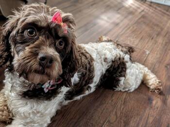 Cockapoo Dogs Available for Adoption in Mentor, Ohio - Daisy 2yr | PetCurious