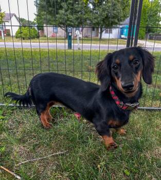 Posey -  Dachshund Dog for Adoption in Indianapolis, Indiana - Posey | PetCurious
