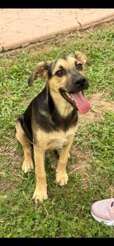 Beagle and Shepherd Dogs Available for Adoption in VERNON ROCKVL, Connecticut - Tuesday | PetCurious