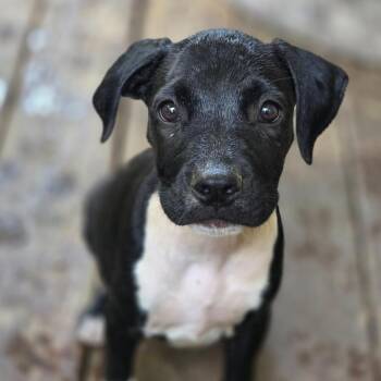 Bonnie Bennett -  Mixed Breed Dog for Adoption in Charleston, West Virginia - Bonnie Bennett | PetCurious