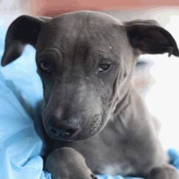 Sher-Bark Homes -  Labrador Retriever Dog for Adoption in Hagerstown, Maryland - Sher-Bark Homes | PetCurious