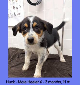 Huck -  Australian Cattle Dog Blue Heeler and Australian Shepherd Dog for Adoption in Atascadero, California - Huck | PetCurious