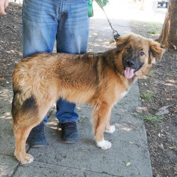 Bernese Mountain Dog and Mixed Breed Dogs Available for Adoption in Richmond, California - AMARO | PetCurious