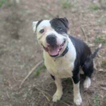 Pit Bull Terrier Dogs Available for Adoption in Minneapolis, Minnesota - Capone | PetCurious