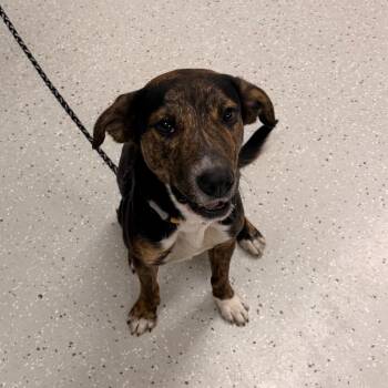 Labrador Retriever and Beagle Dogs Available for Adoption - Jack | PetCurious