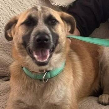 Daisy -  Great Pyrenees and Anatolian Shepherd Dog for Adoption in Ottawa Hills, Ohio - Daisy | PetCurious