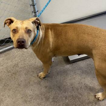 111348 -  Mixed Breed Dog for Adoption in Las Cruces, New Mexico - 111348 | PetCurious