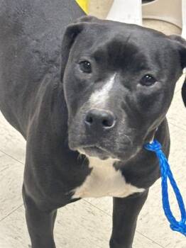 Pit Bull Terrier Dogs Available for Adoption in Stockton, California - CRYSTA | PetCurious