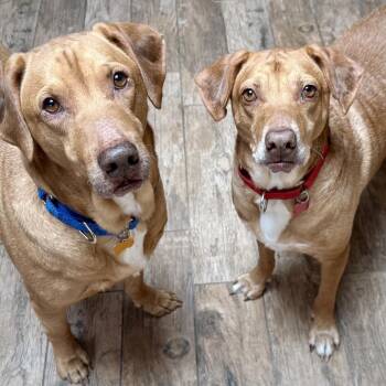 Luke -  Coonhound and Mixed Breed Dog for Adoption in Avon, Ohio - Luke | PetCurious