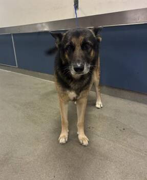 HERBEY -  German Shepherd Dog Dog for Adoption in Doral, Florida - HERBEY | PetCurious