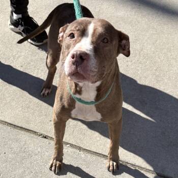 Rescue Mixed Breed Dogs for Adoption in Philadelphia, Pennsylvania - Shiloh | PetCurious