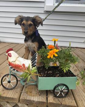 Willow -  Australian Cattle Dog Blue Heeler and German Shepherd Dog Dog for Adoption in Garden City, Michigan - Willow | PetCurious