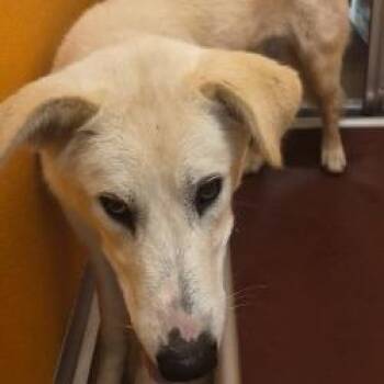 Ghost -  Shepherd and Mixed Breed Dog for Adoption in Norman, Oklahoma - Ghost | PetCurious