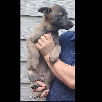 Belgian Shepherd Malinois Dogs Available for Adoption in Cumming, Georgia - Sherrie 22219 | PetCurious