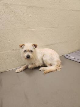 TROOPER -  Terrier Dog for Adoption in Hagerstown, Maryland - TROOPER | PetCurious