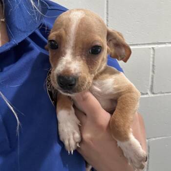 Chihuahua and Mixed Breed Dogs Available for Adoption in Richmond Hill, Georgia - Alfalfa | PetCurious