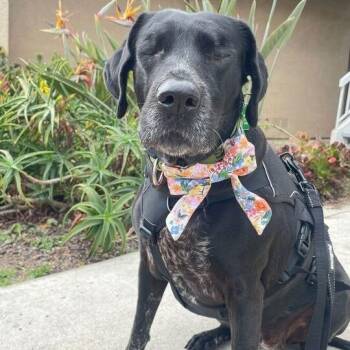 Selma -  Mixed Breed and Spaniel Dog for Adoption in San Diego, California - Selma | PetCurious