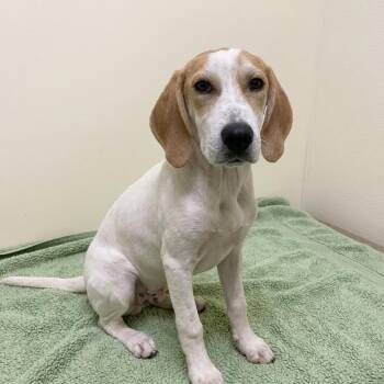 Ophelia -  Coonhound Dog for Adoption in Jefferson City, Tennessee - Ophelia | PetCurious