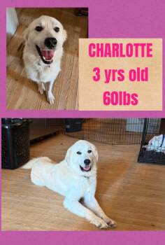 CHARLOTTE -  Great Pyrenees Dog for Adoption in Holbrook, New York - CHARLOTTE | PetCurious
