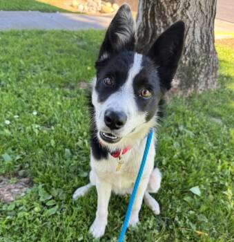 Herdz -  Border Collie Dog for Adoption in Dublin, California - Herdz | PetCurious