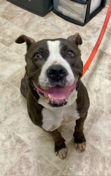 Rescue Mixed Breed Dogs for Adoption in Cincinnati, Ohio - Sosa Grayson | PetCurious