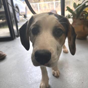 Mixed Breed Dogs Available for Adoption - Paul | PetCurious