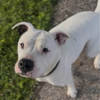 Hank -  Boxer and Pit Bull Terrier Dog for Adoption in Marysville, Ohio - Hank | PetCurious