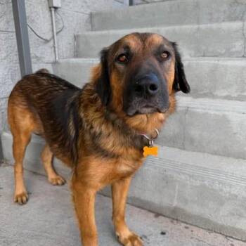 Zeus -  German Shepherd Dog and Mixed Breed Dog for Adoption in Bend, Oregon - Zeus | PetCurious