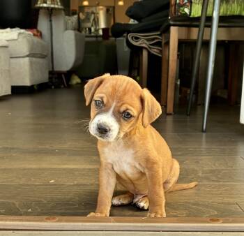 Carl Dean -  Yorkshire Terrier and Mixed Breed Dog for Adoption in Rock Hill, South Carolina - Carl Dean | PetCurious