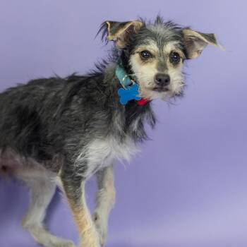 Mirabelle -  Terrier Dog for Adoption in Portland, Oregon - Mirabelle | PetCurious