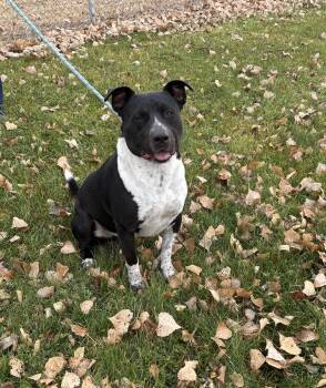 Rescue Pit Bull Terrier Dogs for Adoption in Torrington, Wyoming - Decker | PetCurious