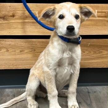 Sprout -  Cattle Dog Dog for Adoption in Mount Pleasant, Texas - Sprout | PetCurious