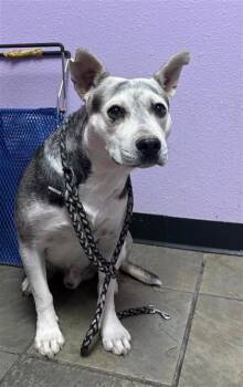 61618404 -  Husky and Mixed Breed Dog for Adoption in El Paso, Texas - 61618404 | PetCurious