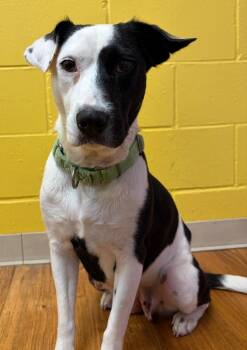 Serenity -  Mixed Breed Dog for Adoption in Ocala, Florida - Serenity | PetCurious