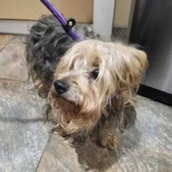 Rescue Yorkshire Terrier and Silky Terrier Dogs for Adoption in Warren, New Jersey - Prince | PetCurious